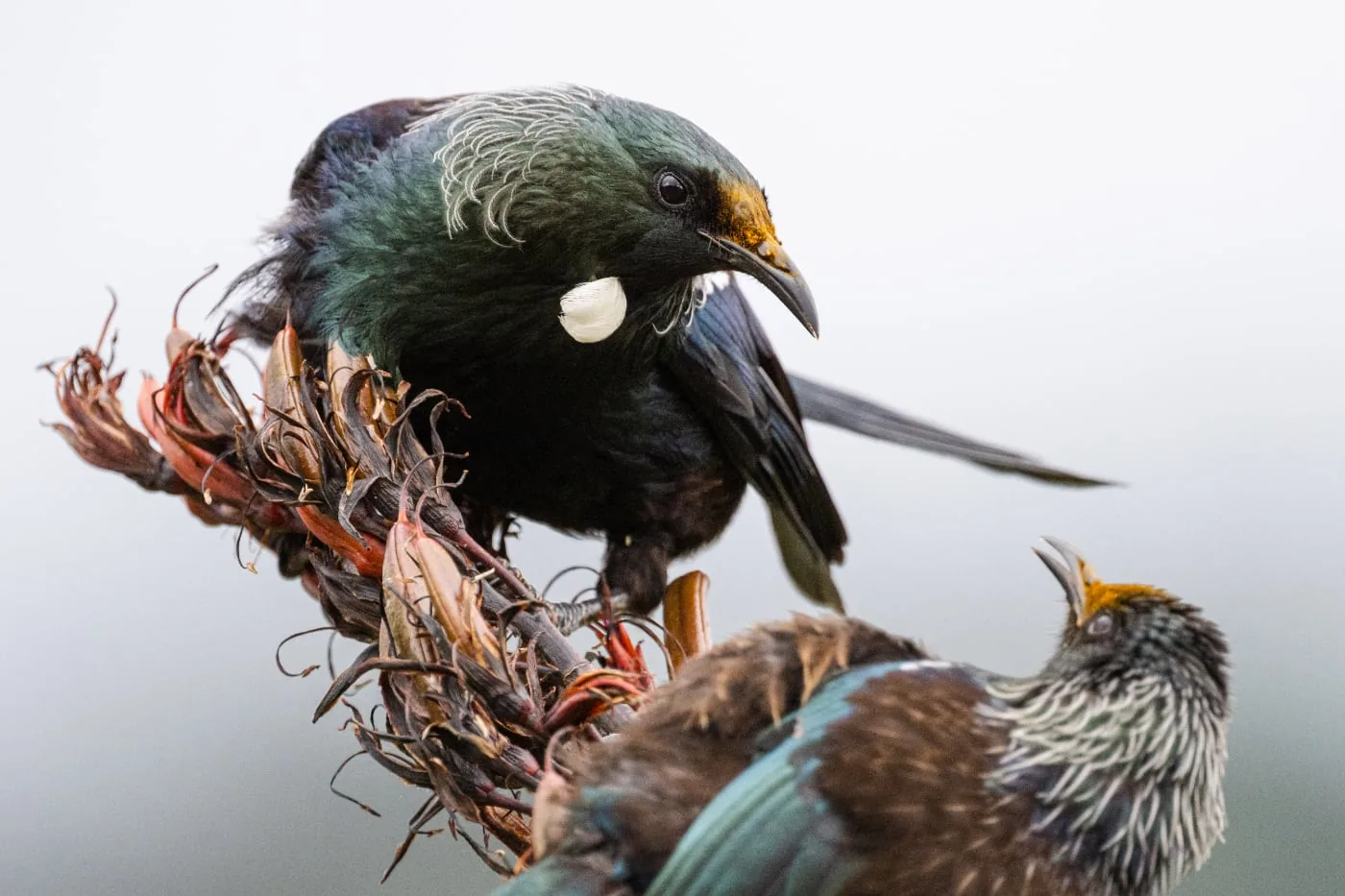 Twee zwartgroene vogels op een bloeiende tak, gefotografeerd met de Nikon Z 800mm f/6.3 VR S