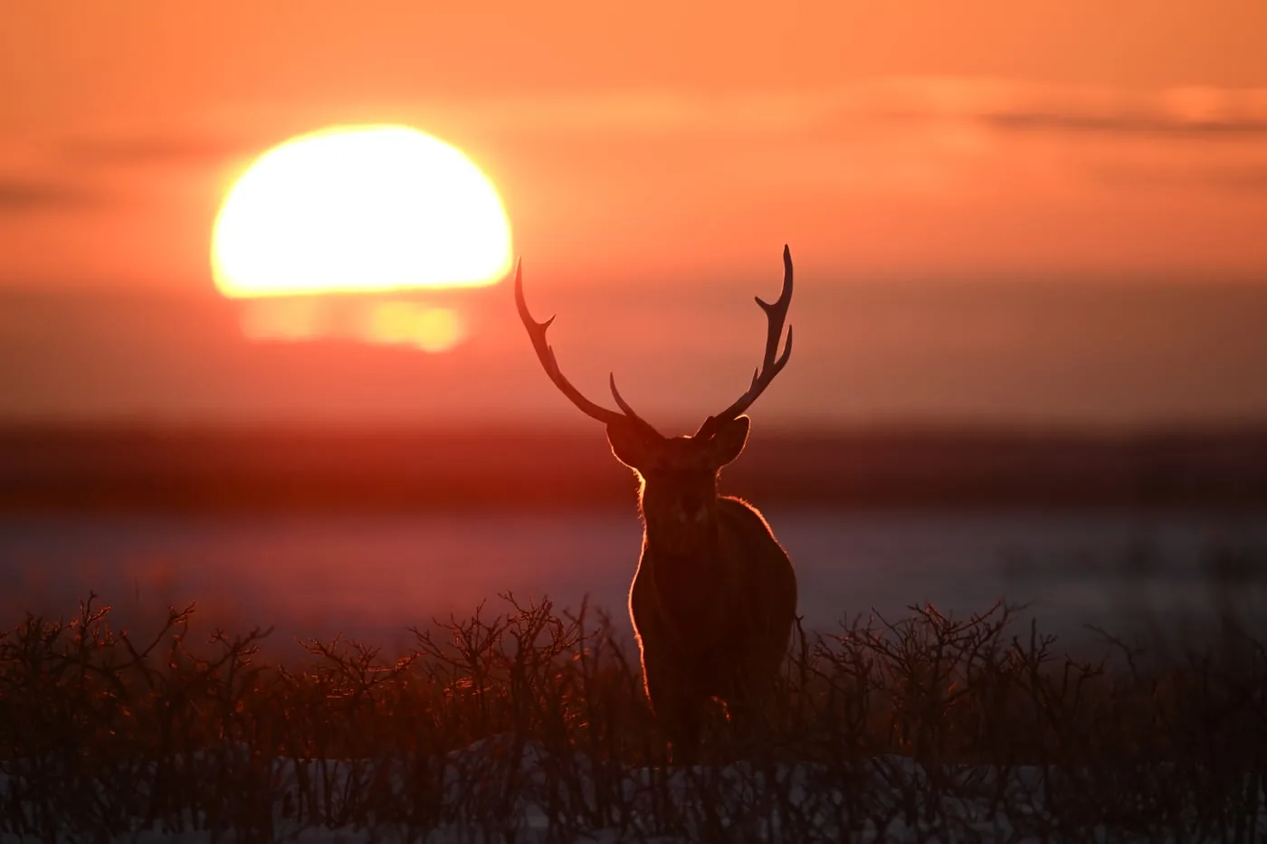 Hert in silhouet bij zonsondergang, gefotografeerd met de Nikon Z 800mm f/6.3 VR S