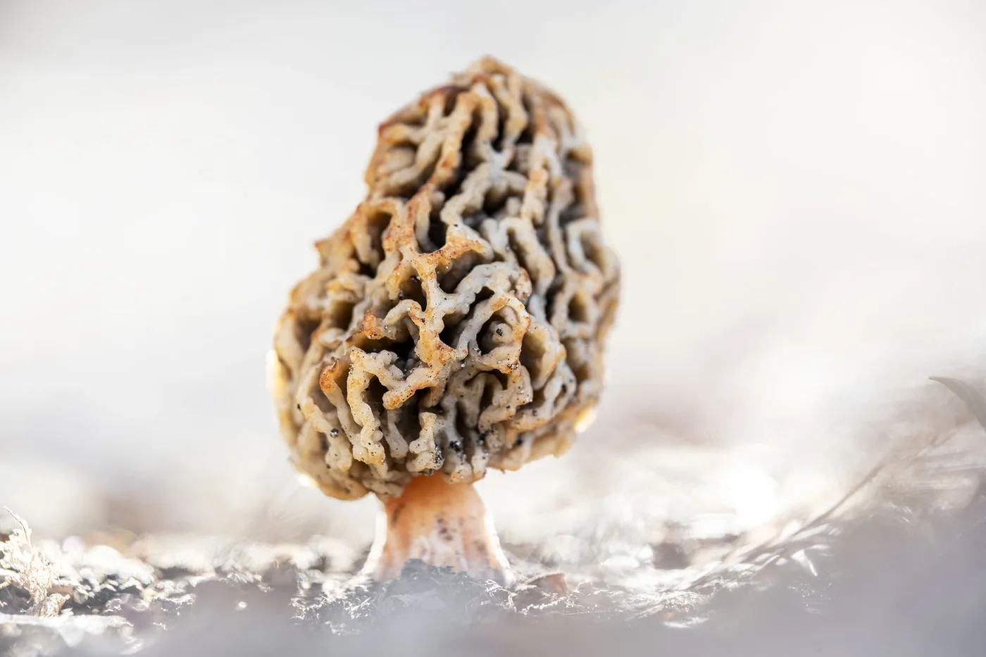 Brain twist morel Jan Ve