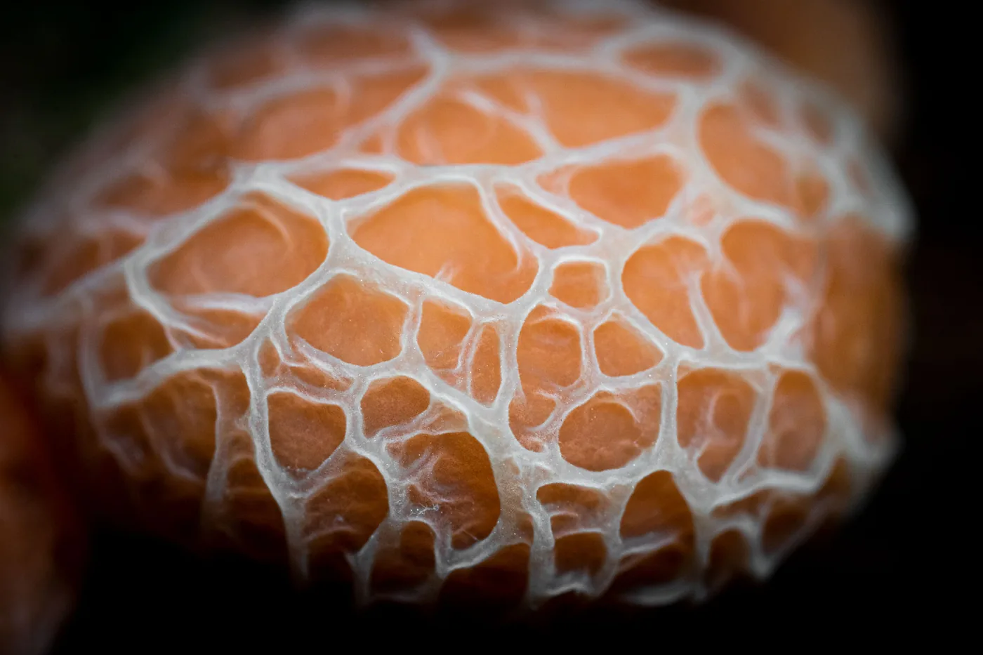 Salmon mushroom Jan Vermeer Toads