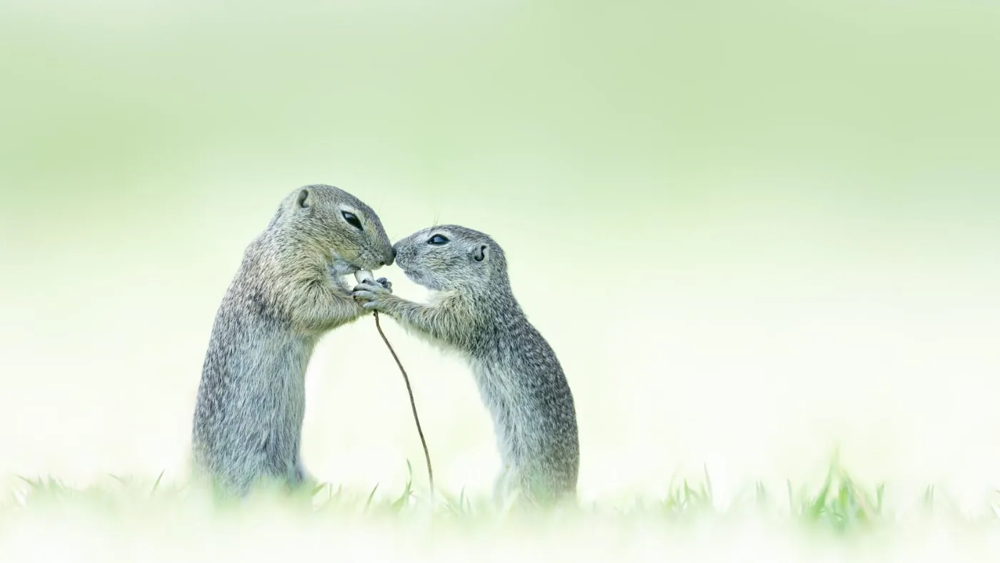 Two ground squirrels facing each other