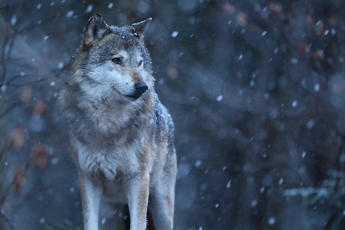 Wolf in a snowy winter forest during a snowfall