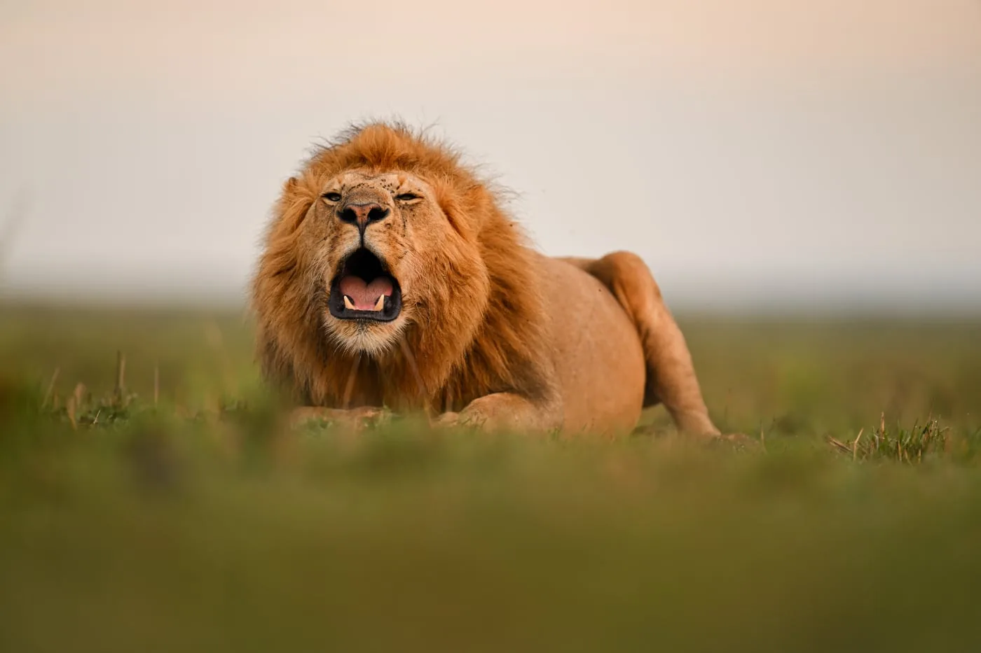 Male lion lying in the grass with its mouth open against a blurred background