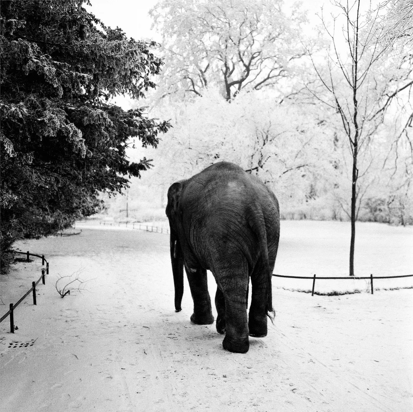foto: © Henk Jonker - Olifant in de sneeuw, Artis Amsterdam 1959