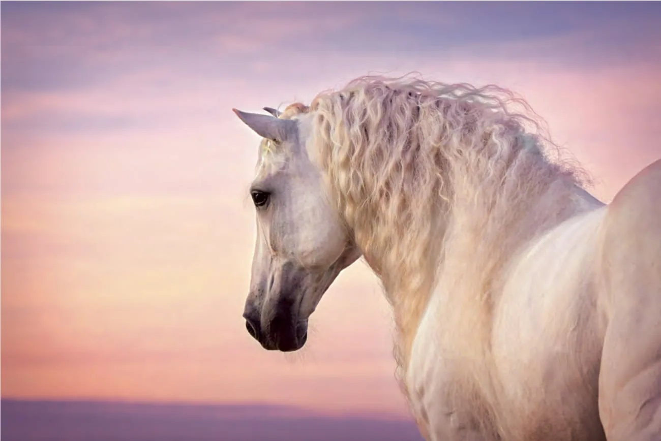 Twee witte paarden tegen een roze avondlucht