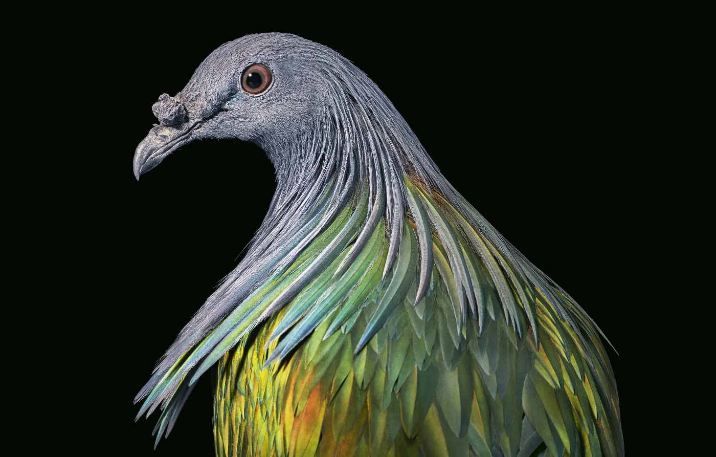 Image from Birds by Tim Flach, p90-91 Nicobar Pigeon