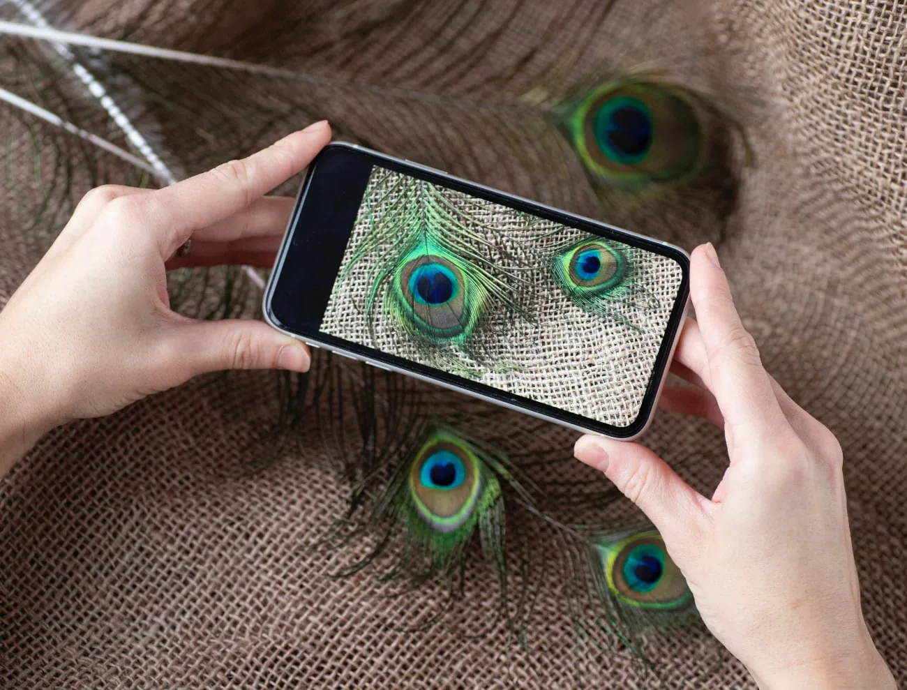 Smartphone toont een foto van een pauwenveer