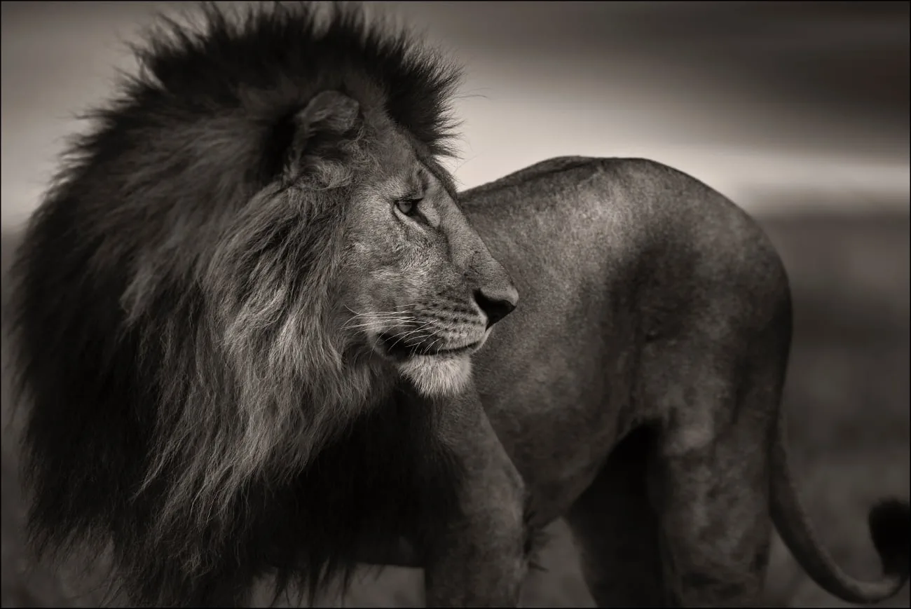 foto: © Last of Their Kind, oachim Schmeisser - Lionheart