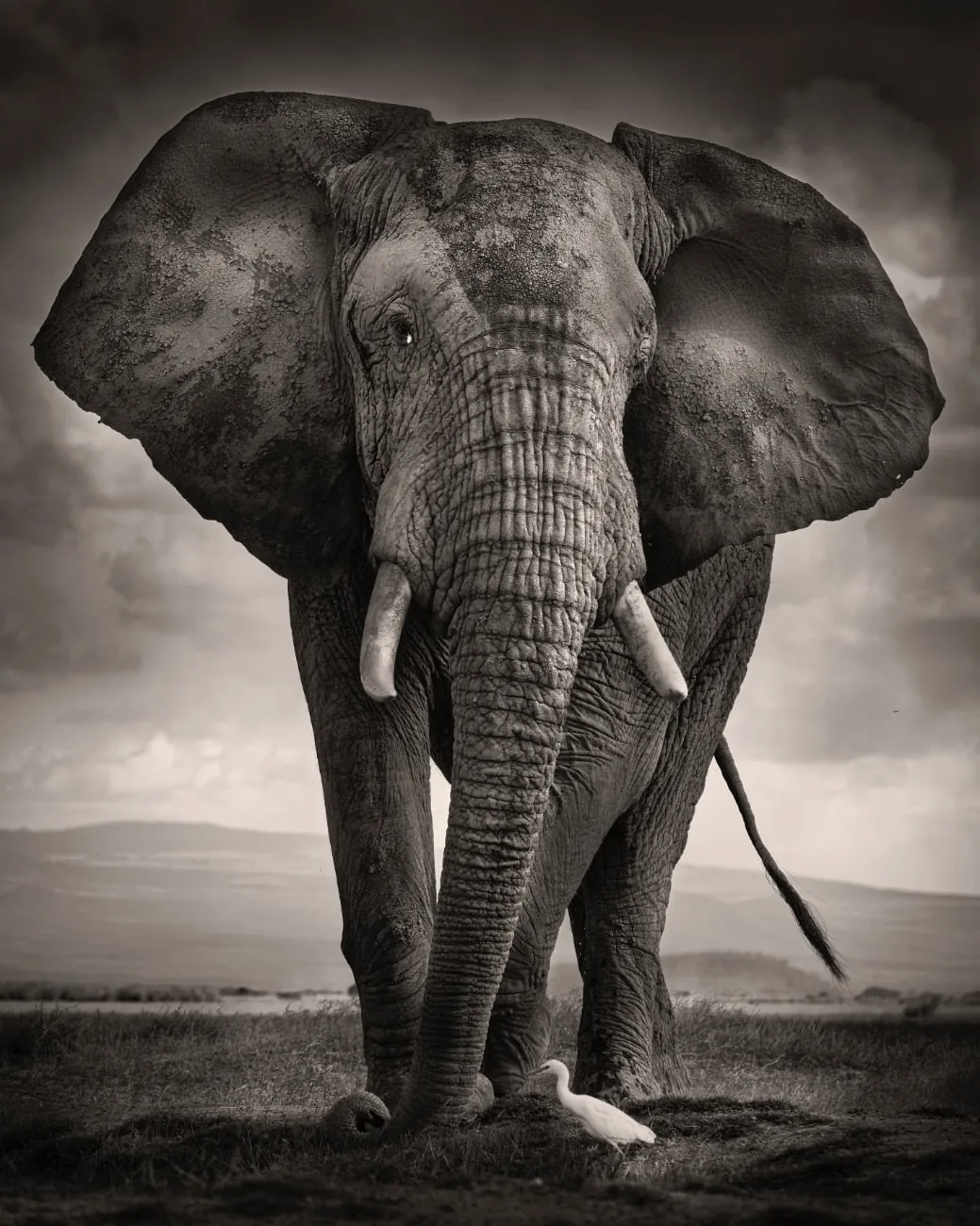 foto: © Joachim Schmeisser - The Bull and the Bird III