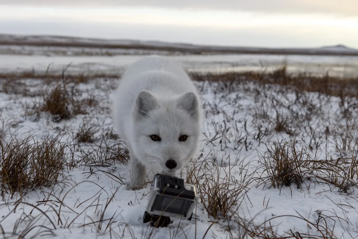 sneeuwhond met GoPro aan zijn nek in sneeuwlandschap