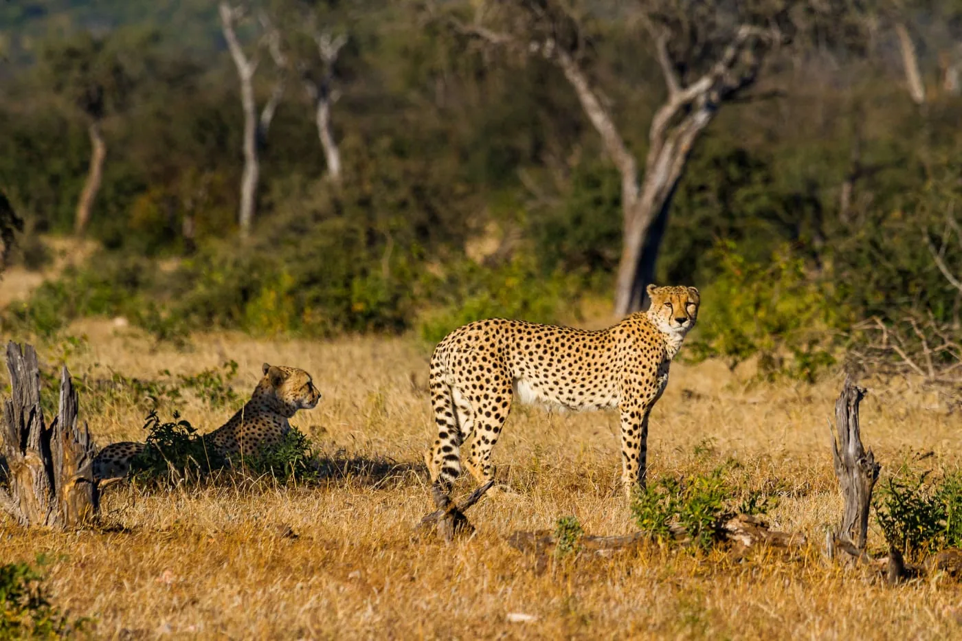 foto: © De Fotoreisshop - tijgers in hun habitat