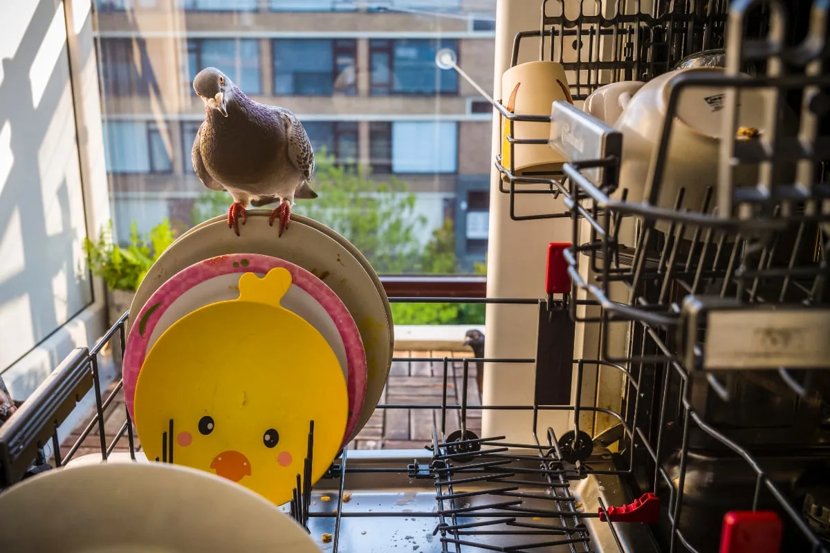 Pandemic pigeons - a love story