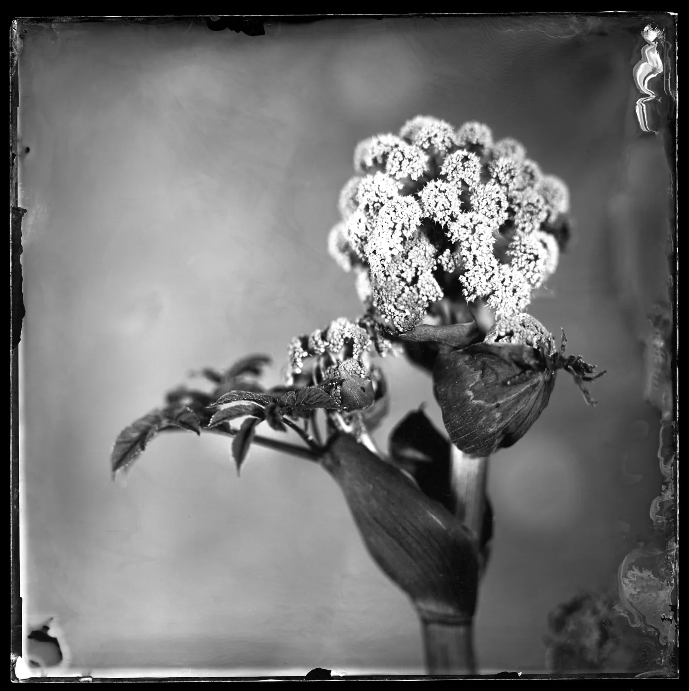 © Just Hogweed - Peter Eleveld, Netherlands, Finalist, Professional, Still Life, 2021 Sony World Photography Awards