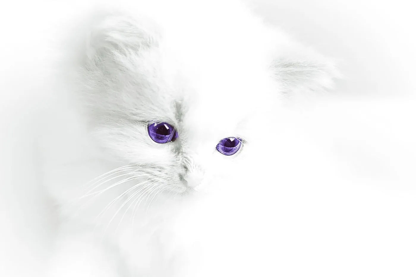 witte poes met paarse ogen - Jörg Buntrock
