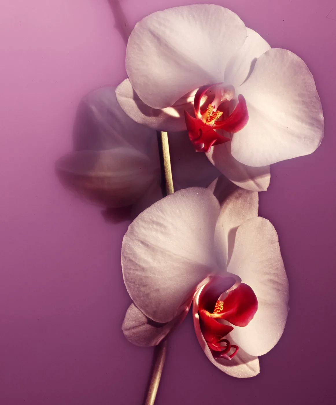 Orchidee met lightpainting techniek, foto: © Alex de Smit