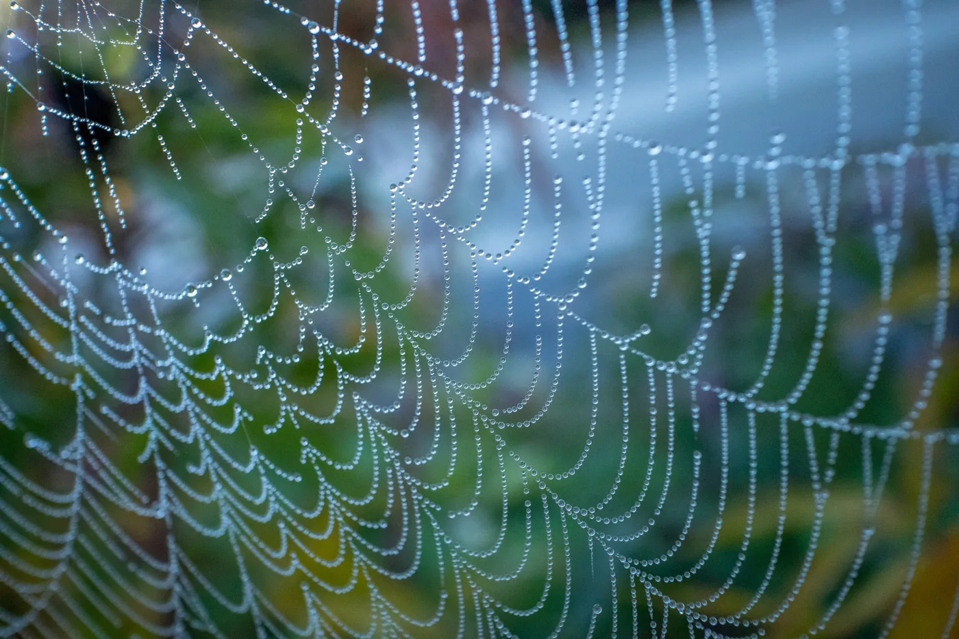spinnenweb macro met druppels