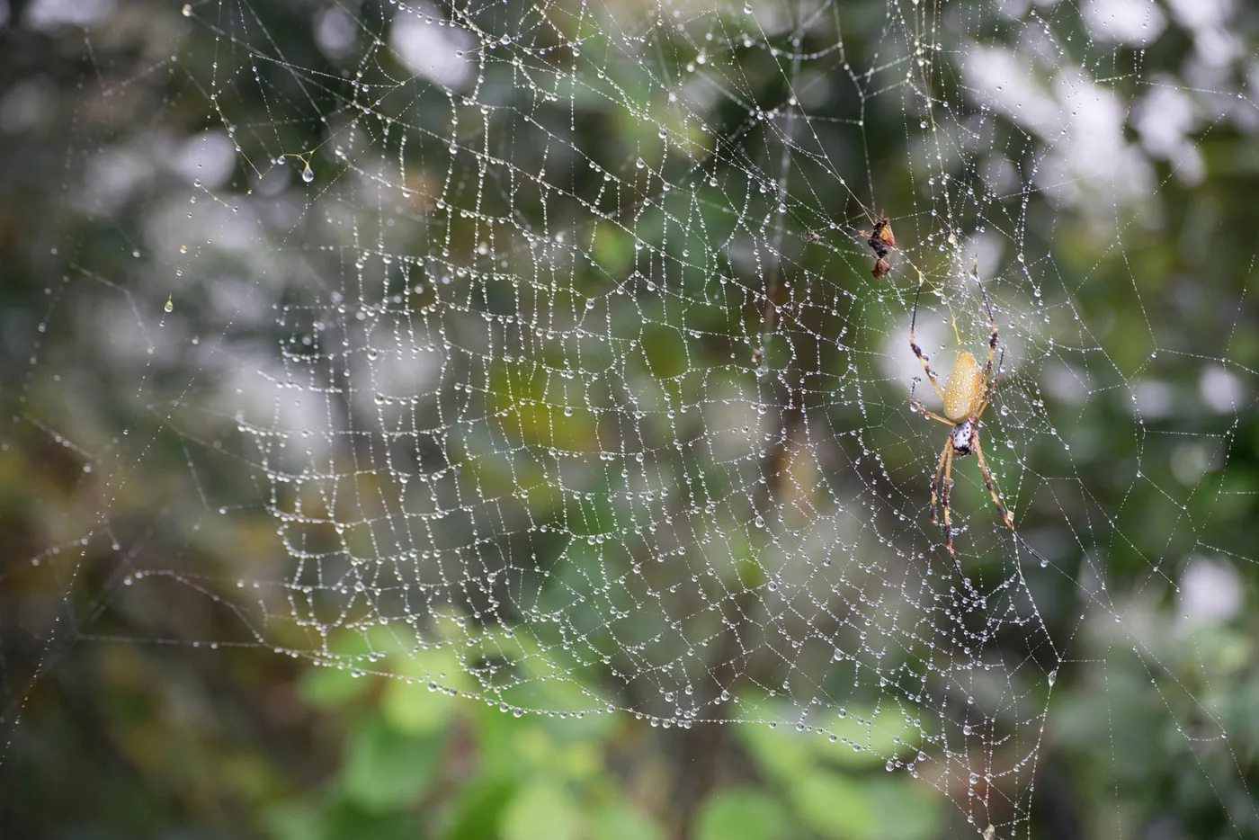 spin in web in bosachtige achtergrond