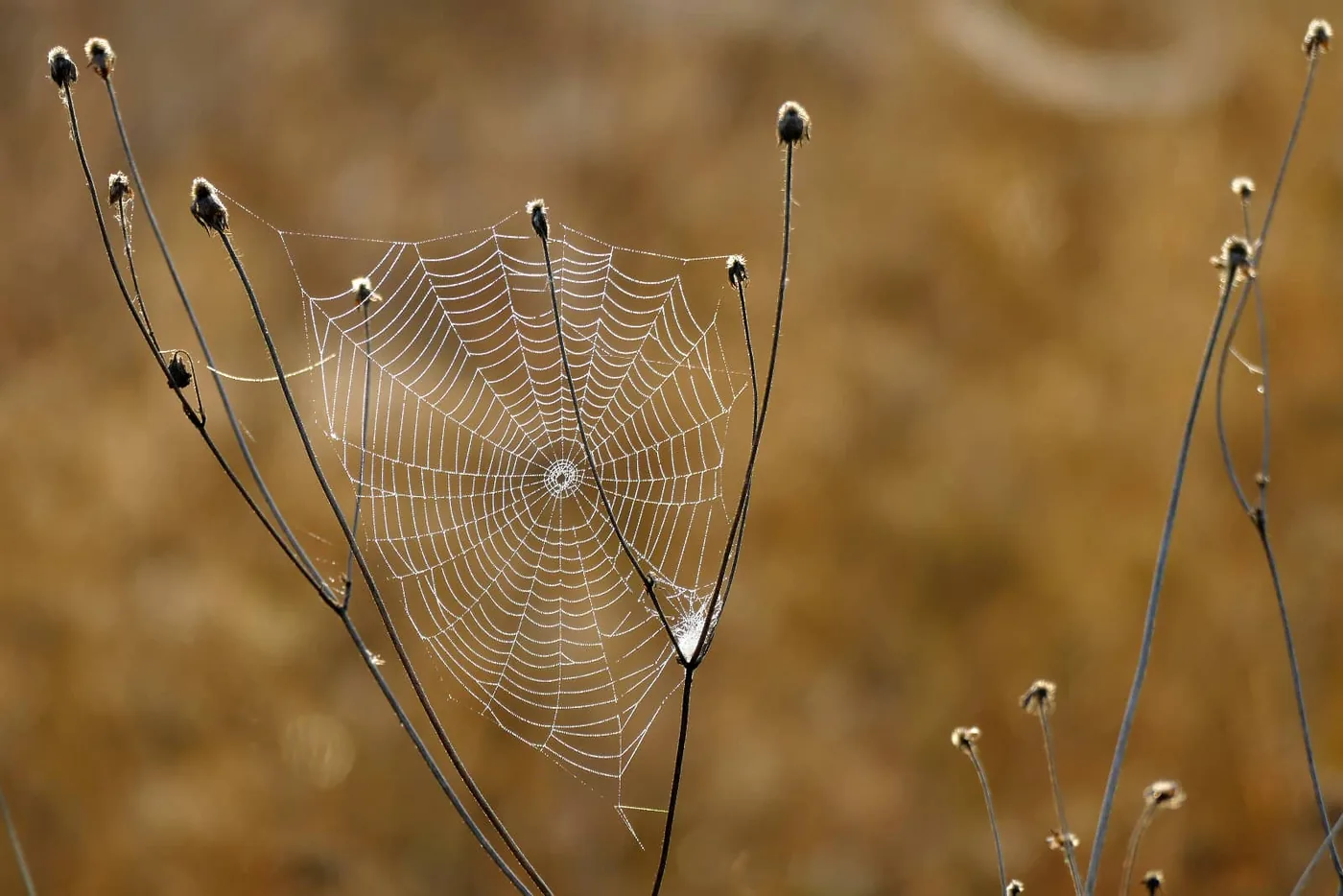 spinnenweb tussen bloemen in ochtend