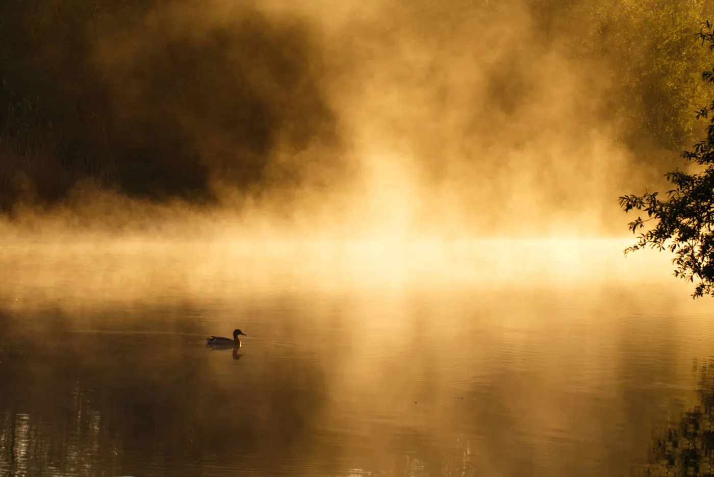 foto: © Bas Breetveld - Biesbosch