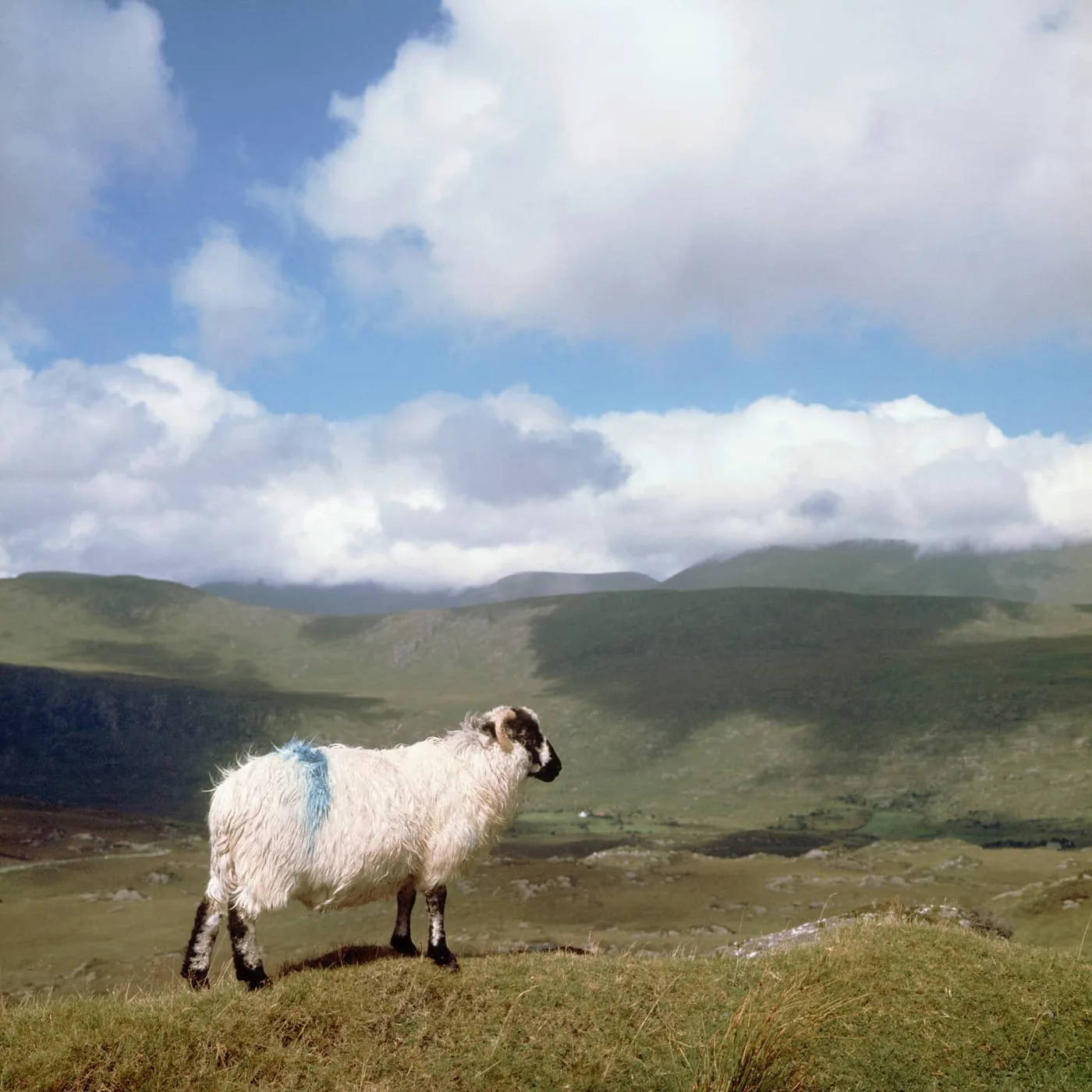foto: Sem Presser/MAI - Ierland jaren zestig, landschap met schaap
