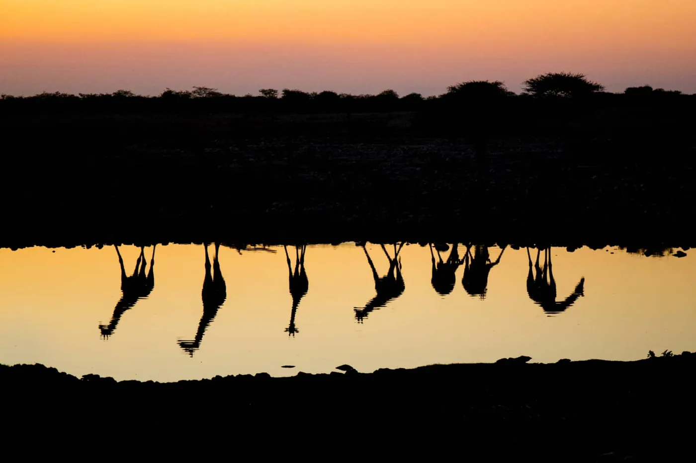 Giraffes silhouetted at the water's edge, wildlife photography by Richard Bernabe