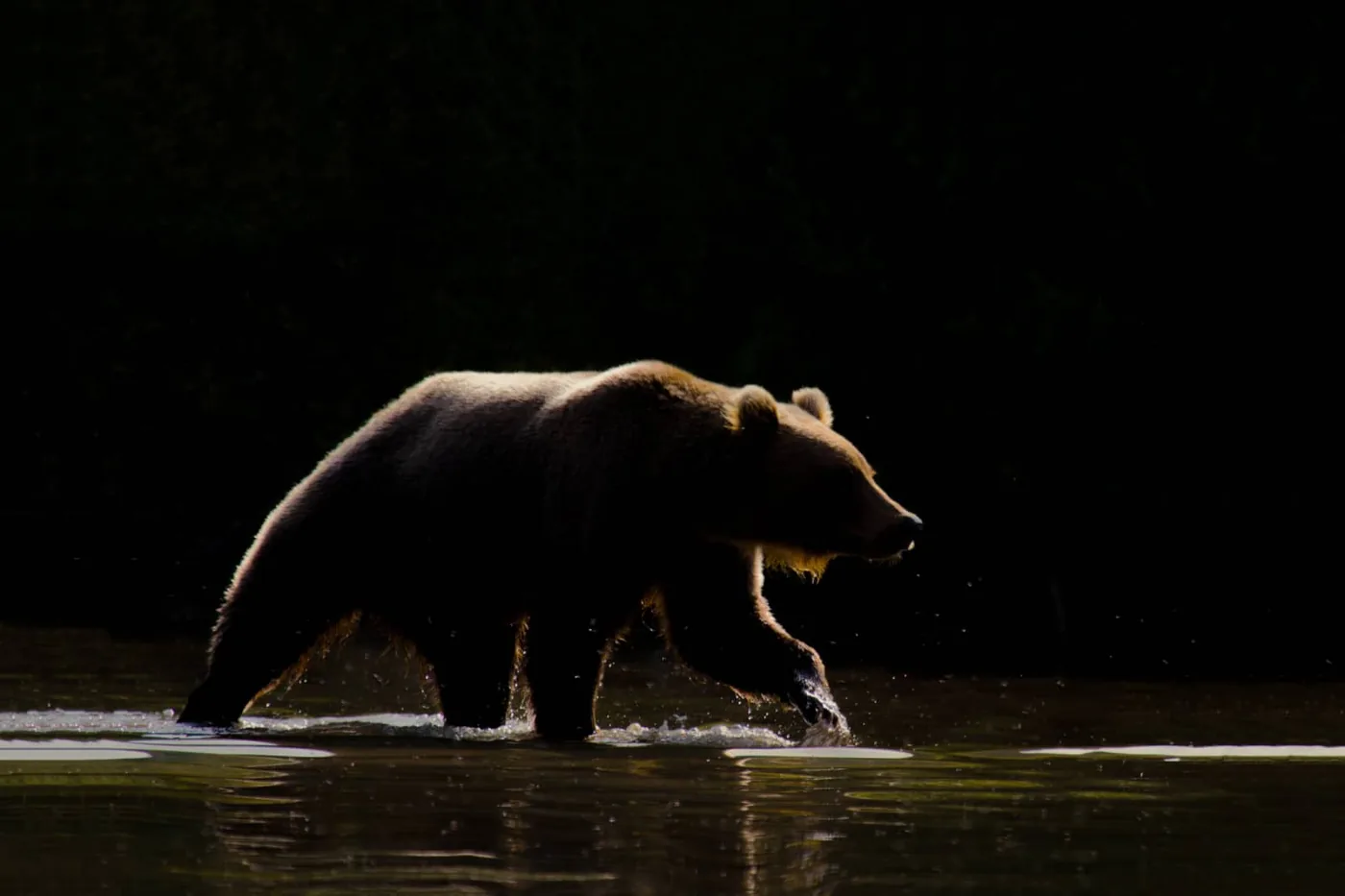 Bear in night light, wildlife photography by Richard Bernabe