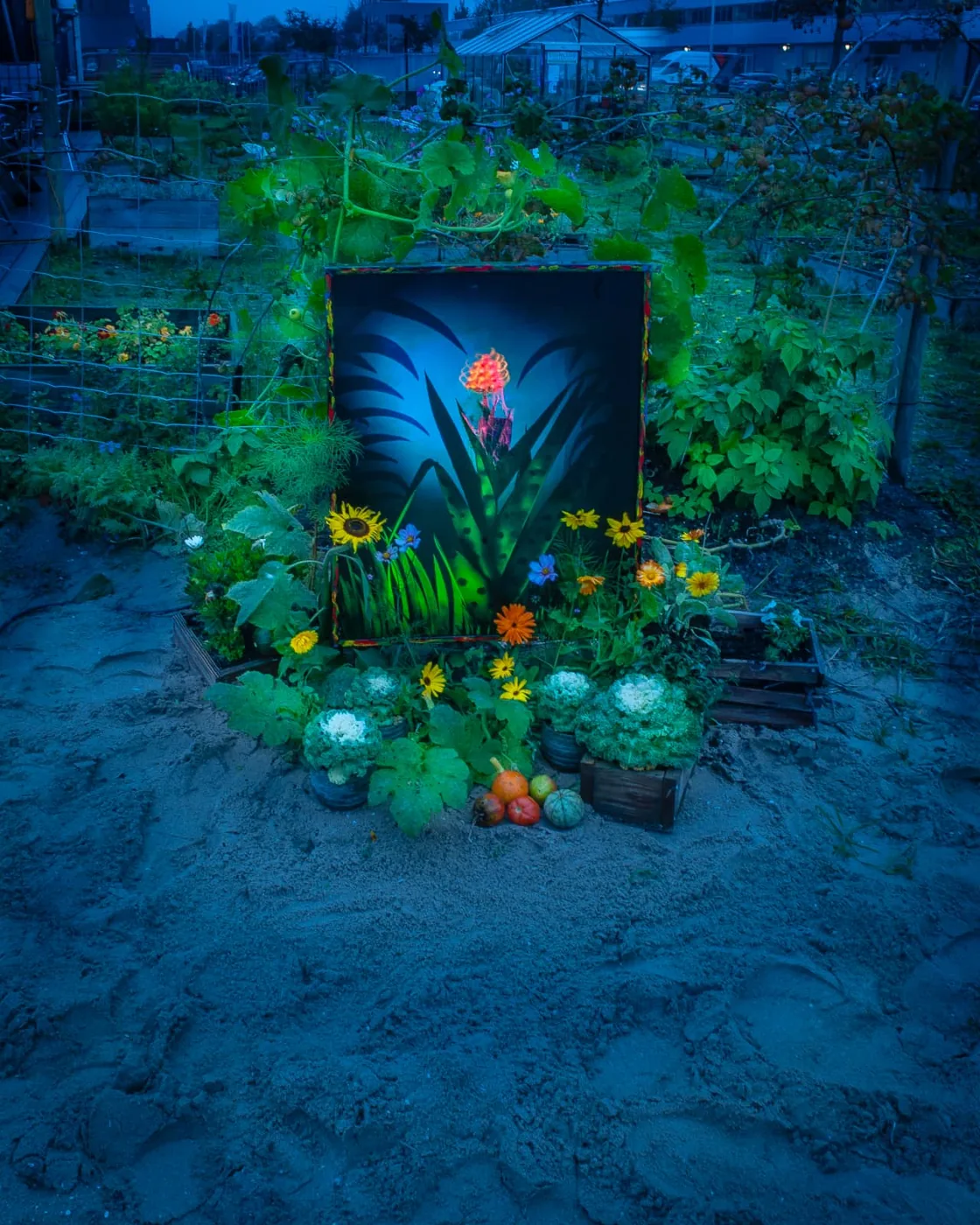 foto: © Jan van der Horn - Wilde Orchidee