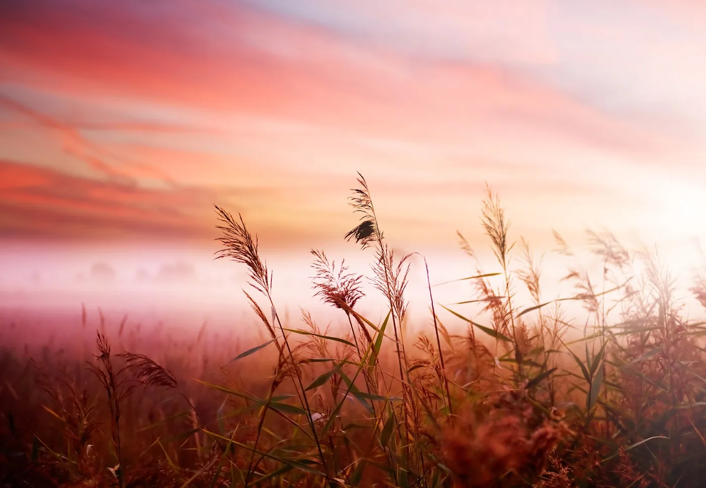 Landscape in early morning light with grass and red-tinted clouds.