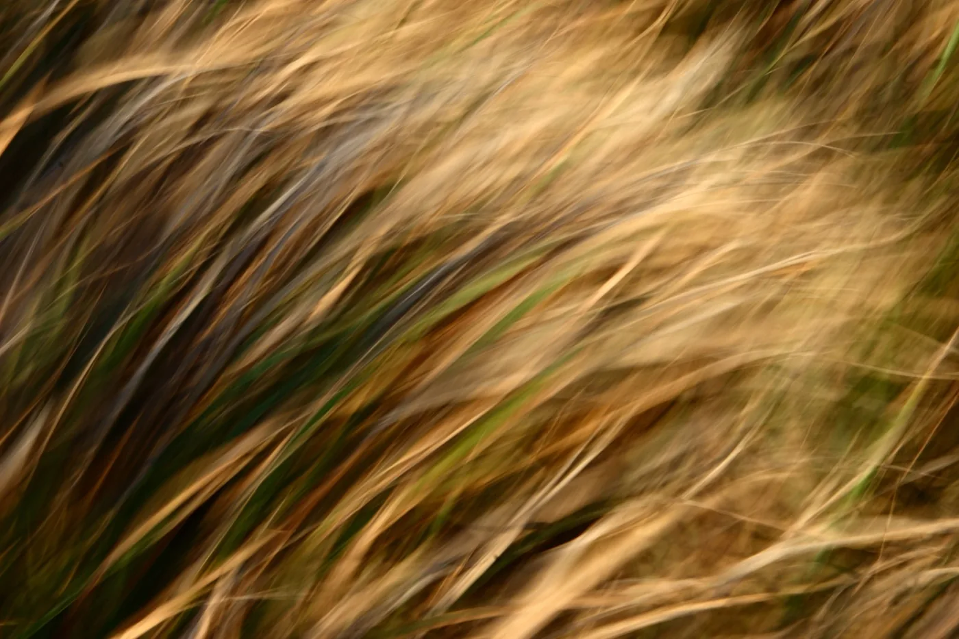 Yellow grass moving gently in the wind.
