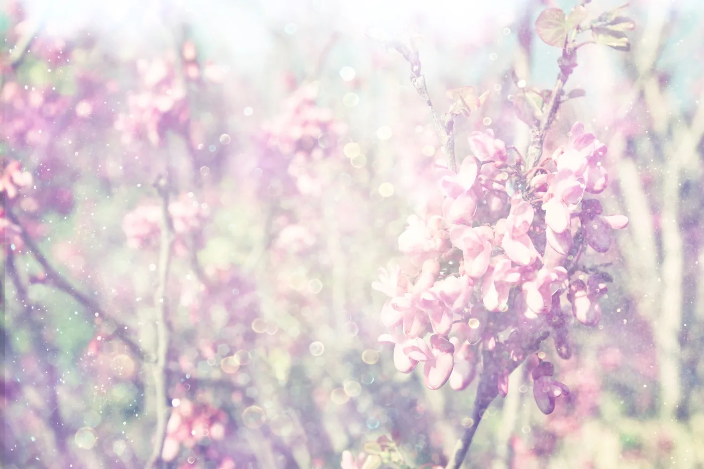 Dreamy photo of pink cherry blossoms with soft blur.