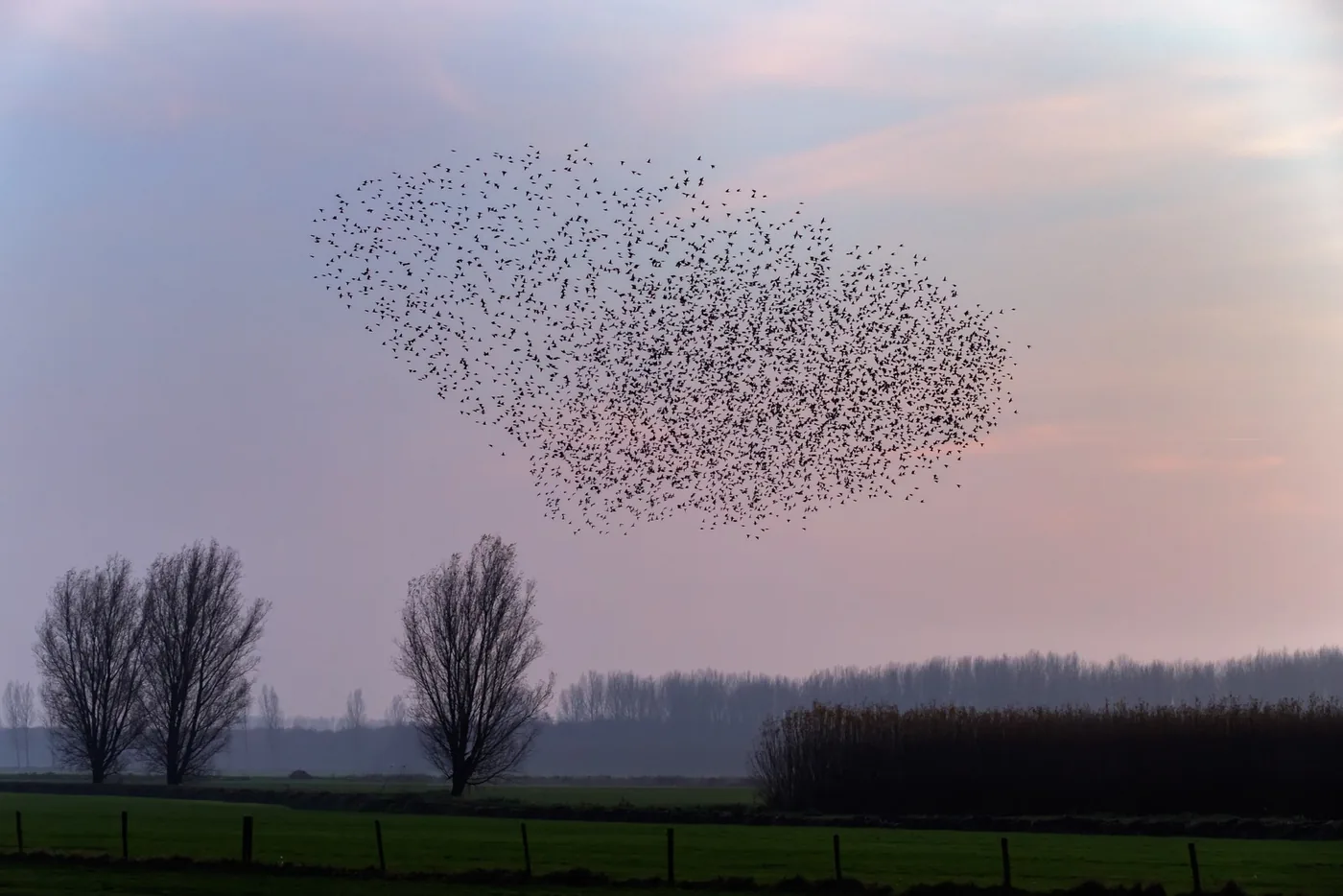 zwerm vogels in landschap als silhouet