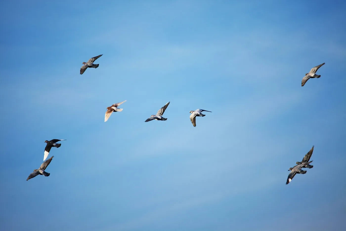 vogels glijden in blauwe lucht