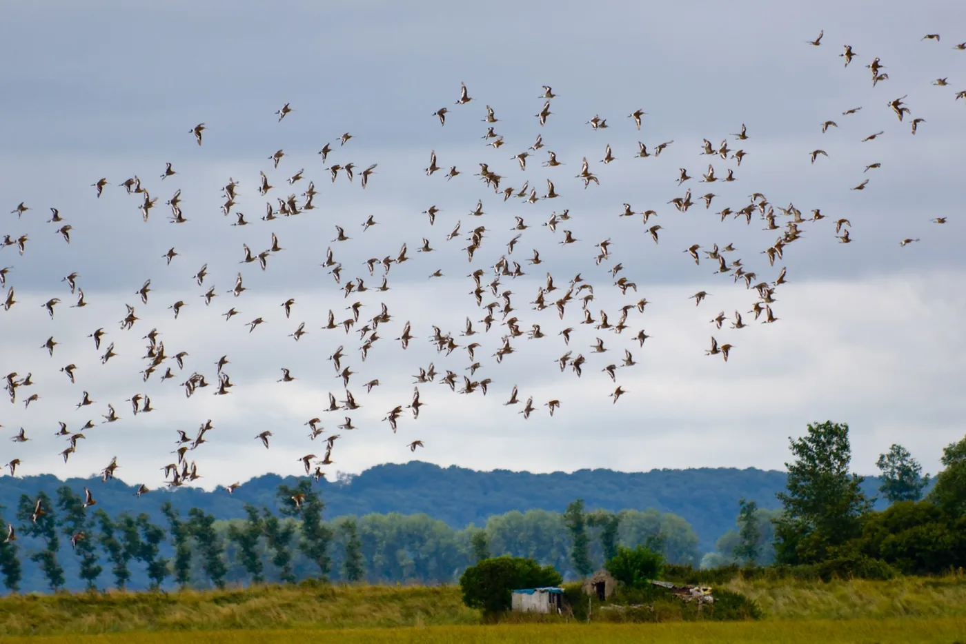 zwerm vogels als contract tegen de lucht