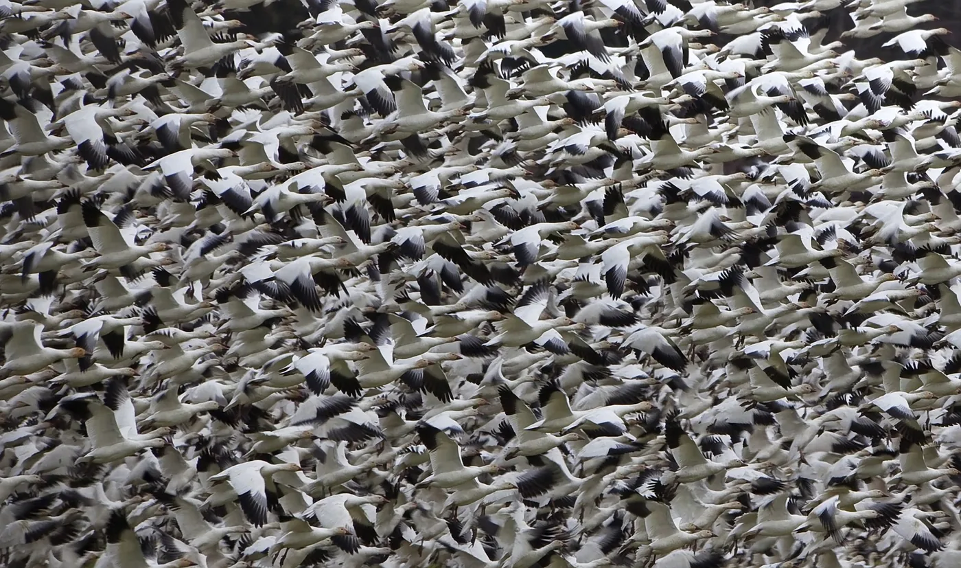 vogels als patroon