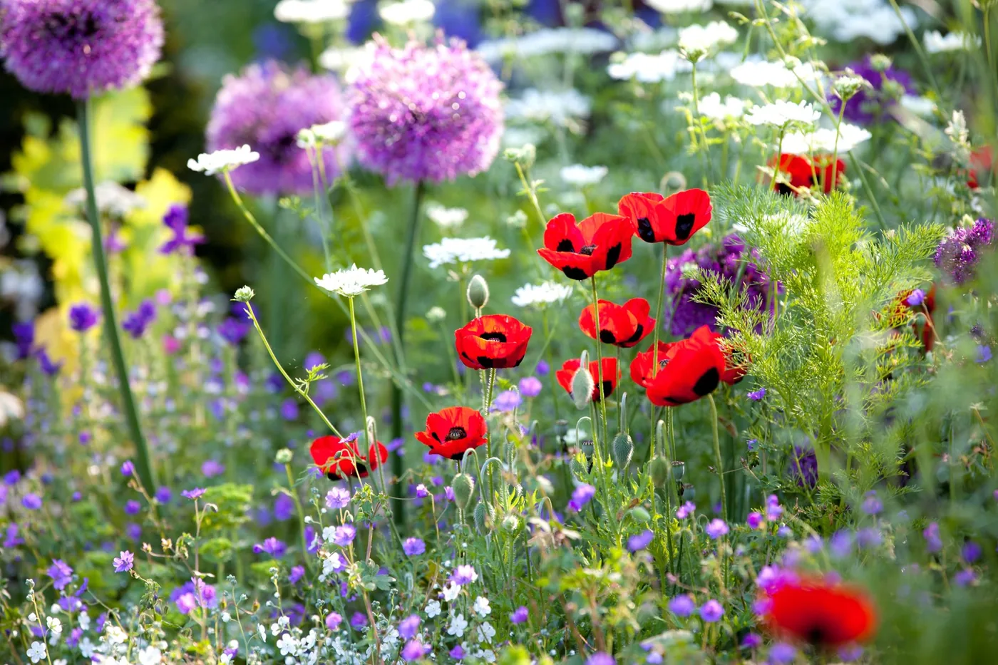 Close-up of colorful flowers outdoors