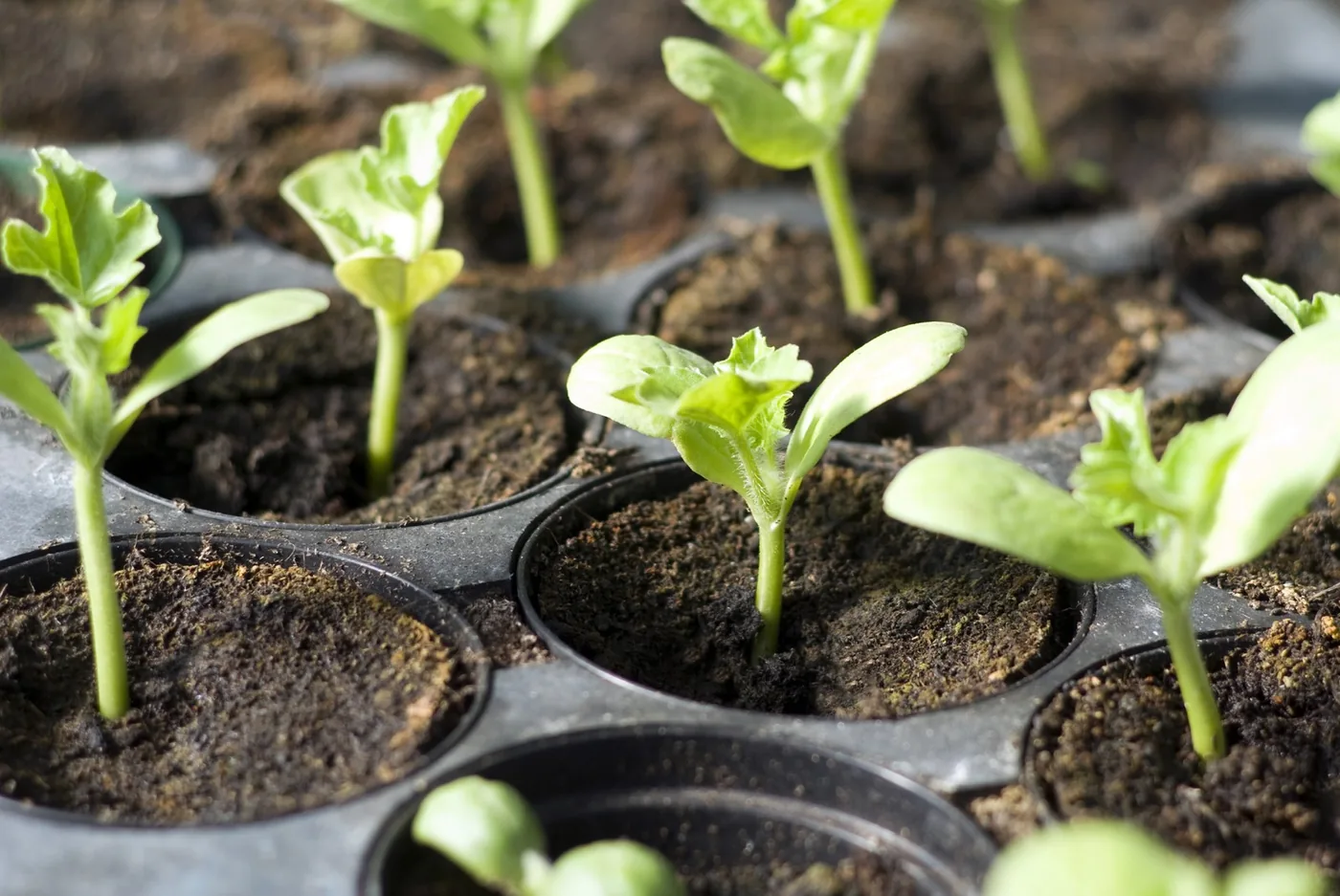 Seedlings in pots outdoors