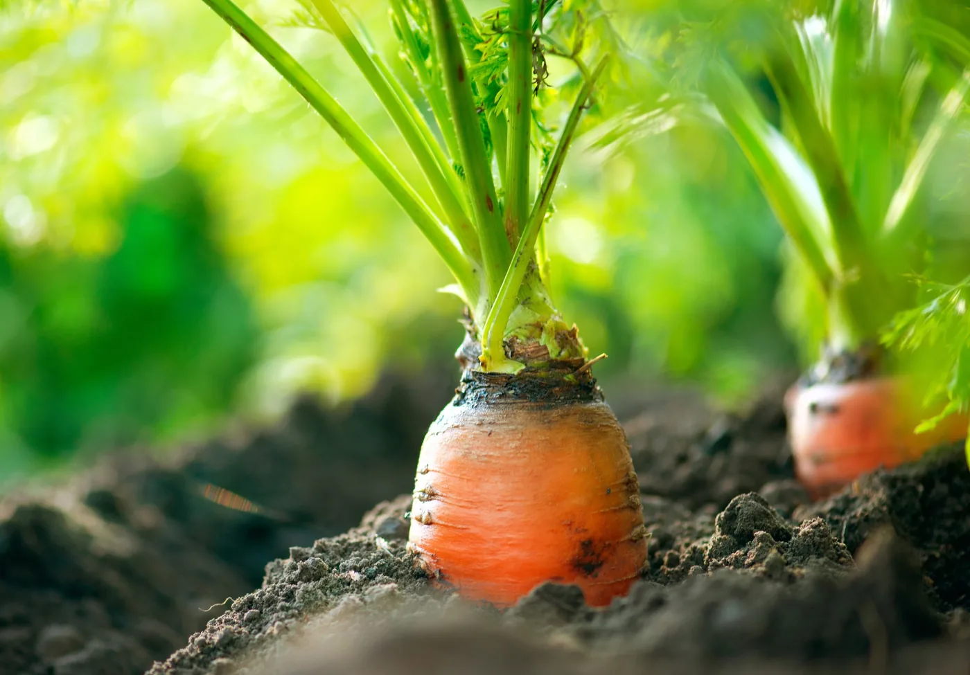 Carrots growing in the soil of a vegetable garden
