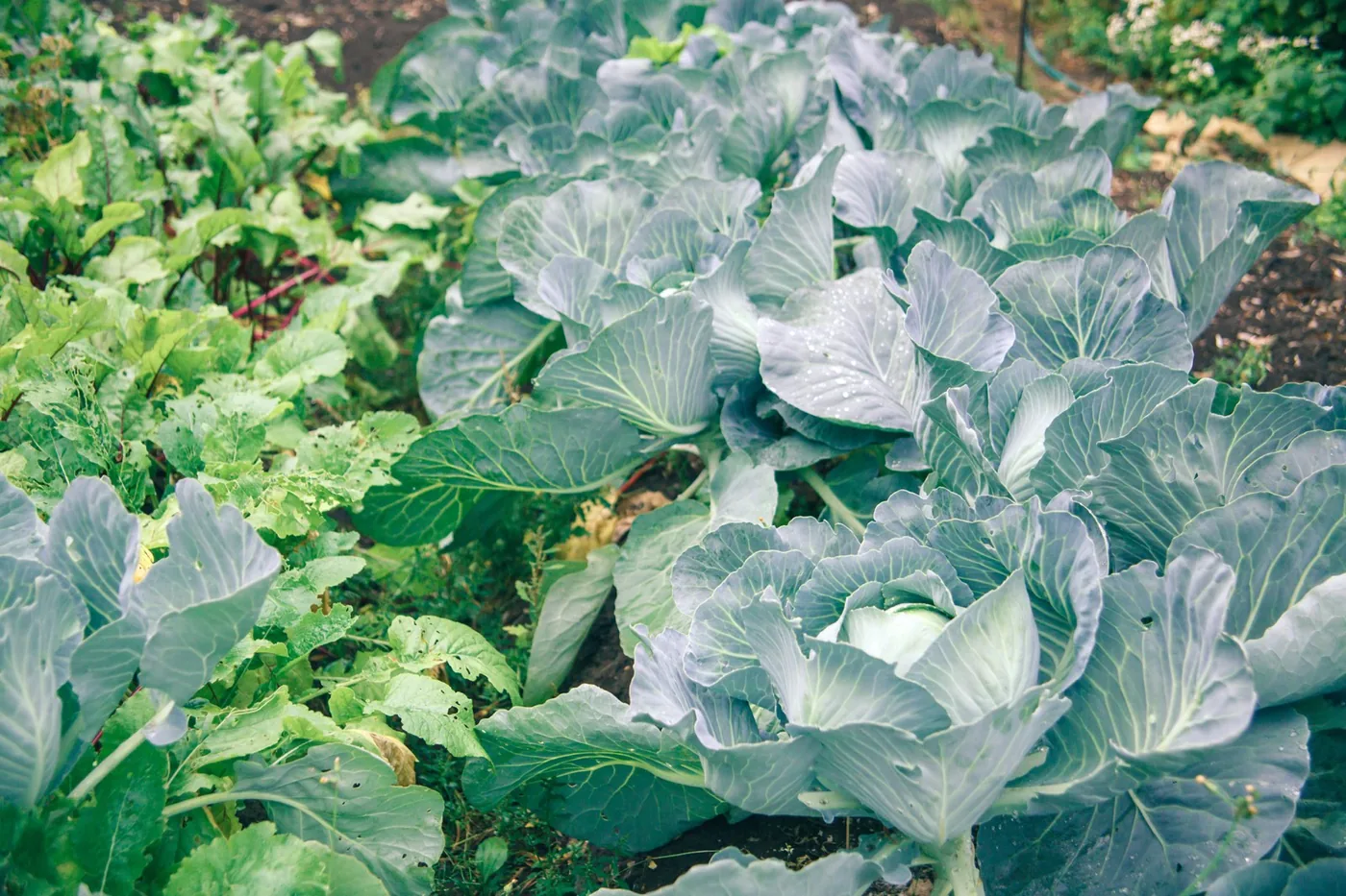 Cabbage varieties in a vegetable garden