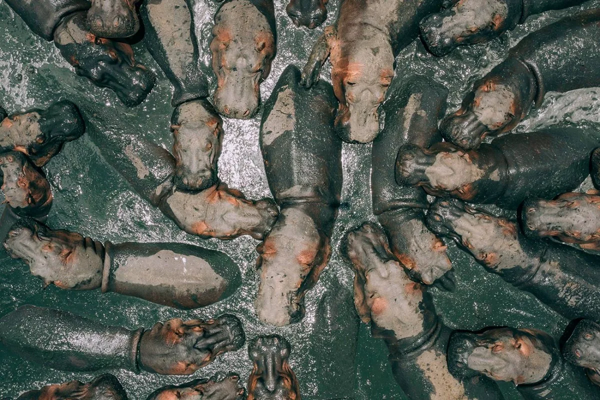 Hippos gathered closely together in muddy water, photographed from above by a drone in Tanzania.