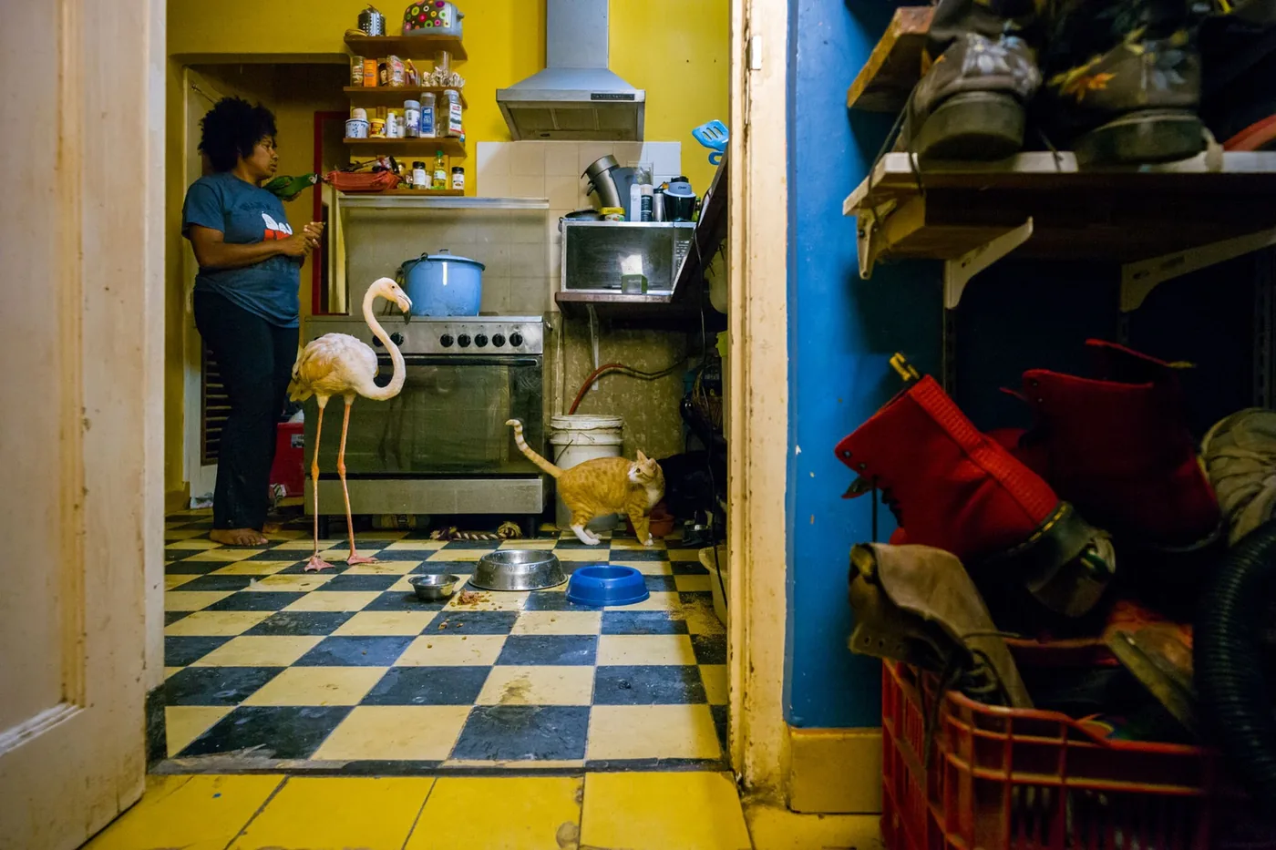 Photograph of a kitchen with a woman and a flamingo at a rescue centre for injured animals