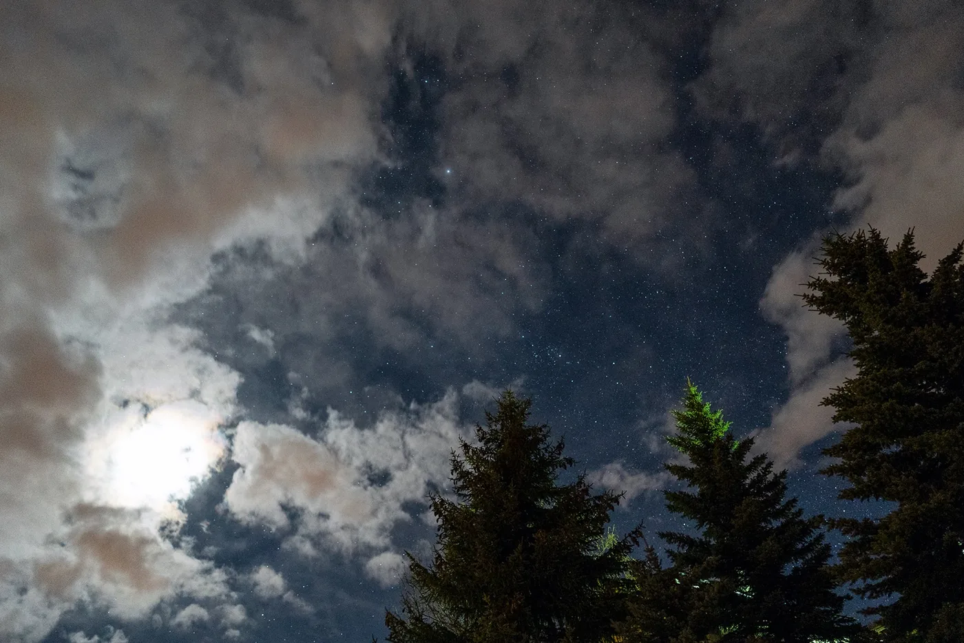 photo of the sky and trees at night with the Milky Way visible