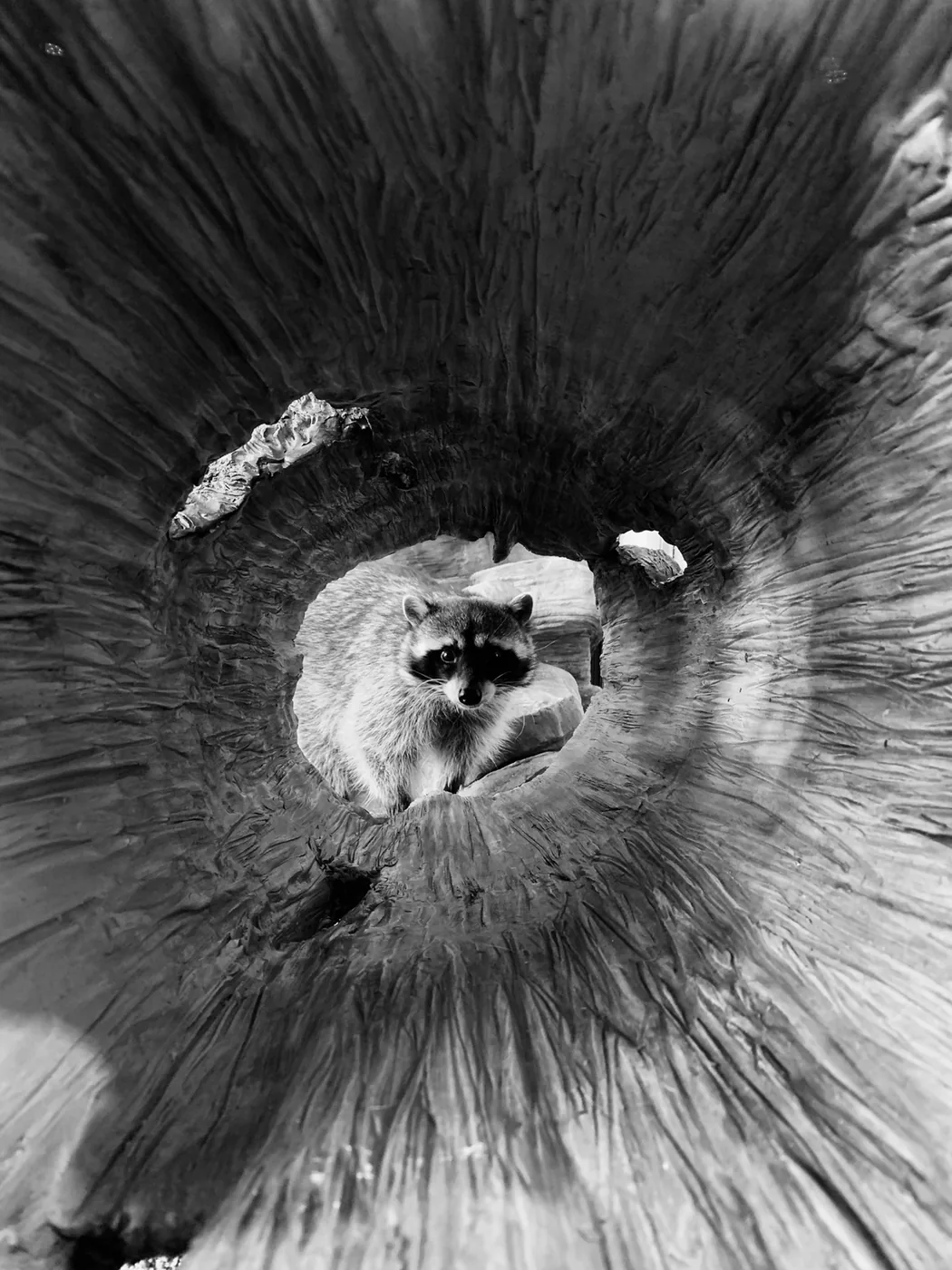 Raccoon photographed through a hollow tree trunk