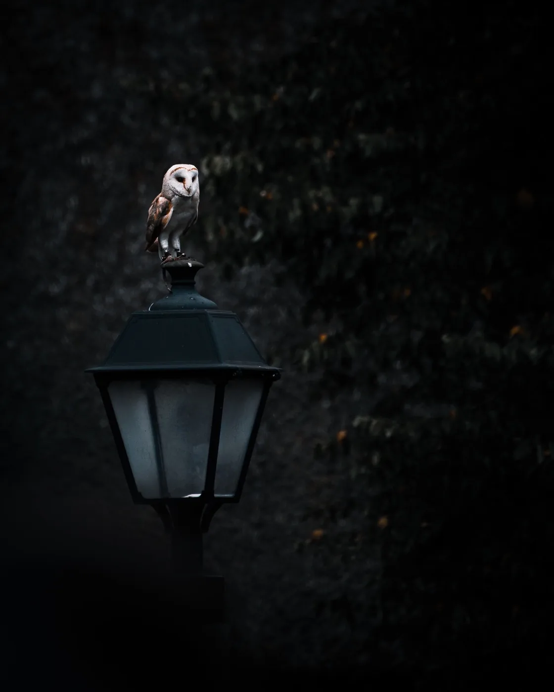 foto van een kerkuil op een lantaarn