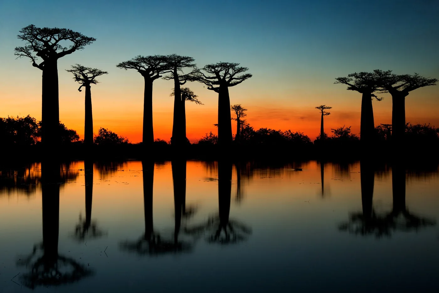 Baobabs in Madagascar