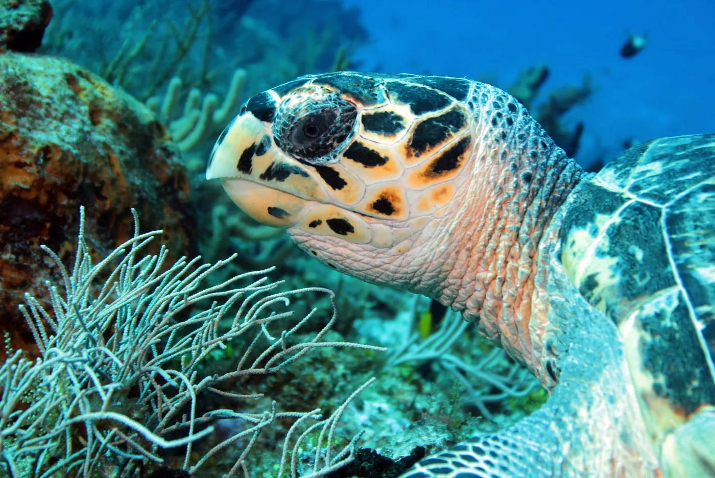 Photo of a giant tortoise underwater near coral