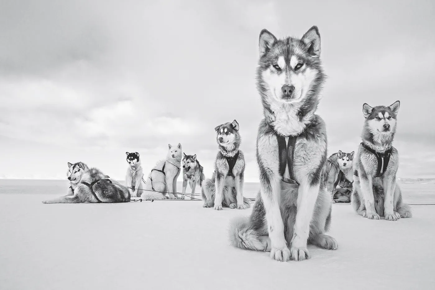 foto: © 2018 Cristina Mittermeier. All rights reserved. www.sealegacy.org - Alpha Dog, Greenlandic Huskies, Thule, Greenland, April 2015