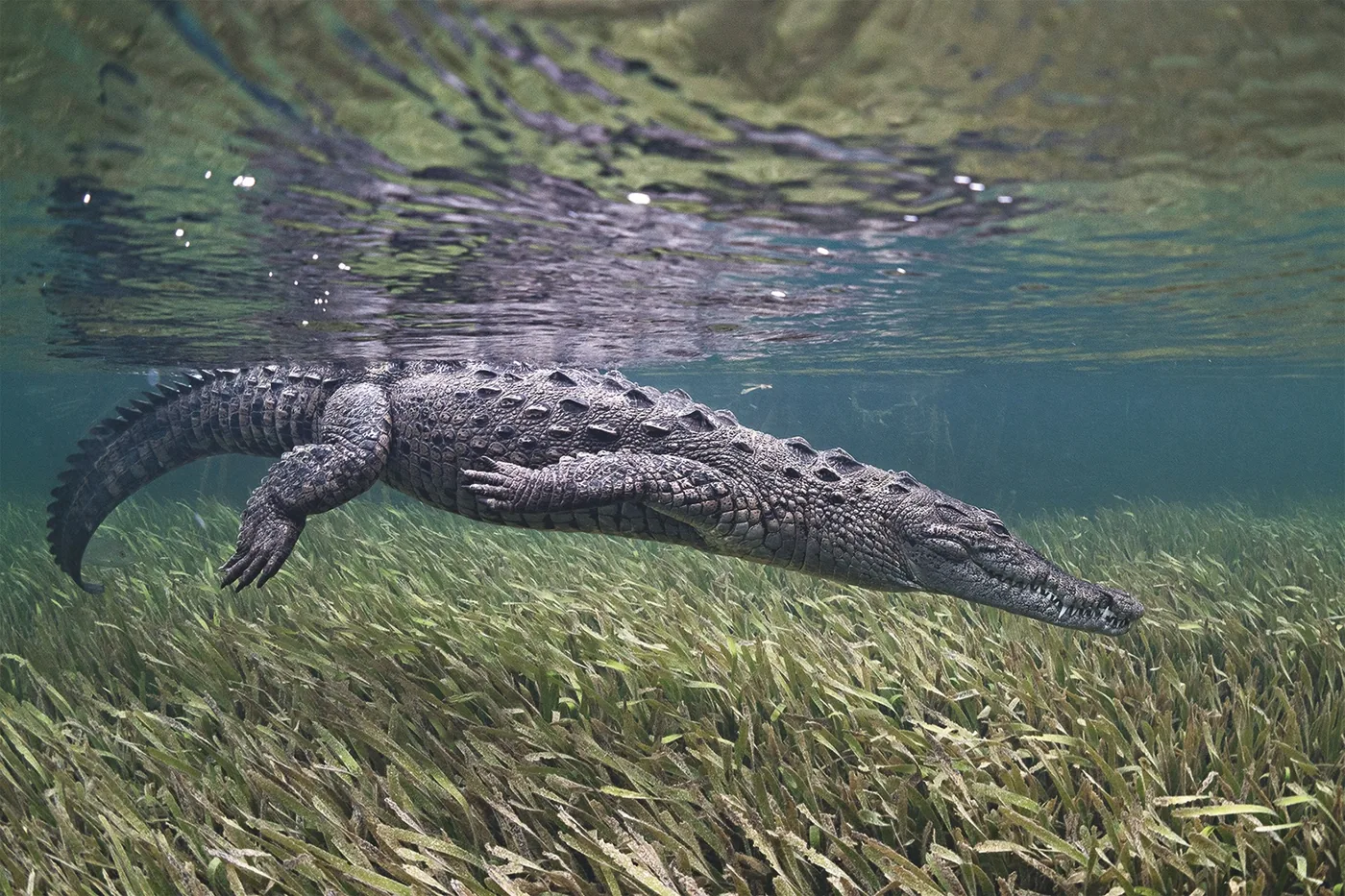 foto: © 2018 Cristina Mittermeier. All rights reserved. www.sealegacy.org - Niñ0, The Crocodile, Gardens of the Queen, Cuba, 2017