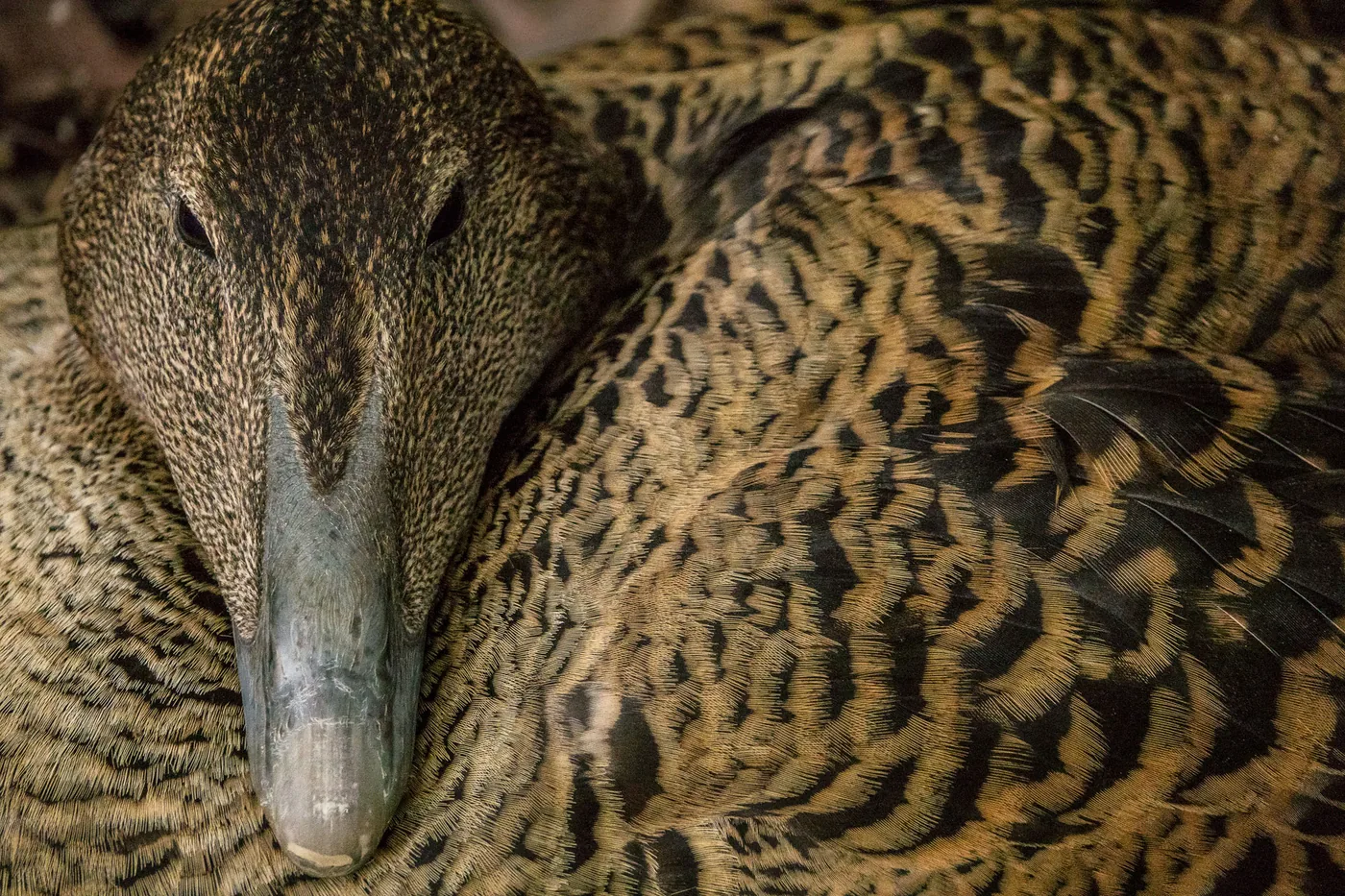 Close-up van een eend met fijn bruin en zwart verenpatroon.