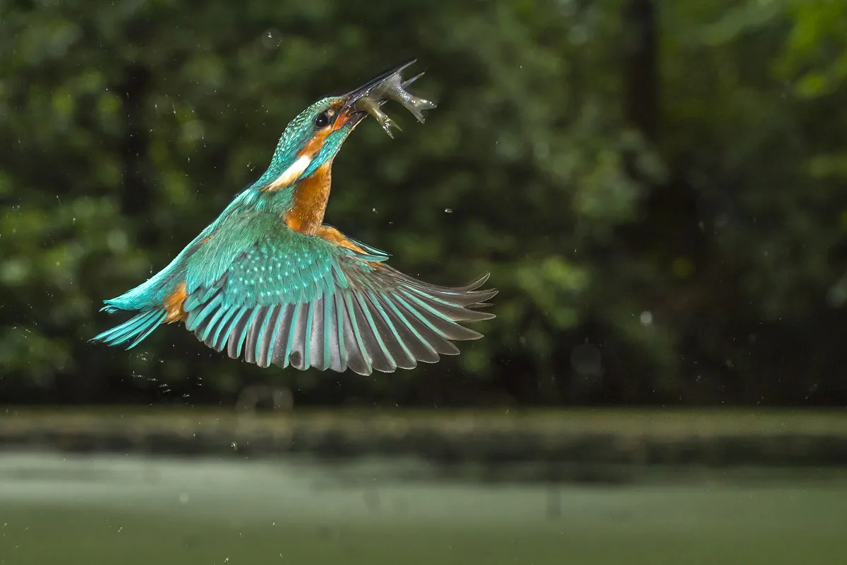 foto van Ijsvogel met visjes in bek boven water optrekkend