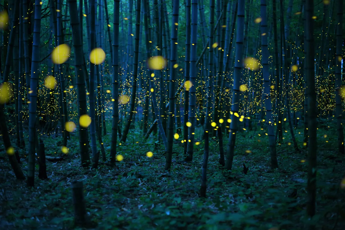 foto van Kei Nomiyama, Japan, Open Photographer of the Year, 2016 Sony World Photography Awards | Enchanted Bamboo Forest